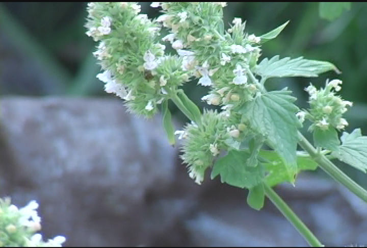 Thumbnail image for Honey Bees